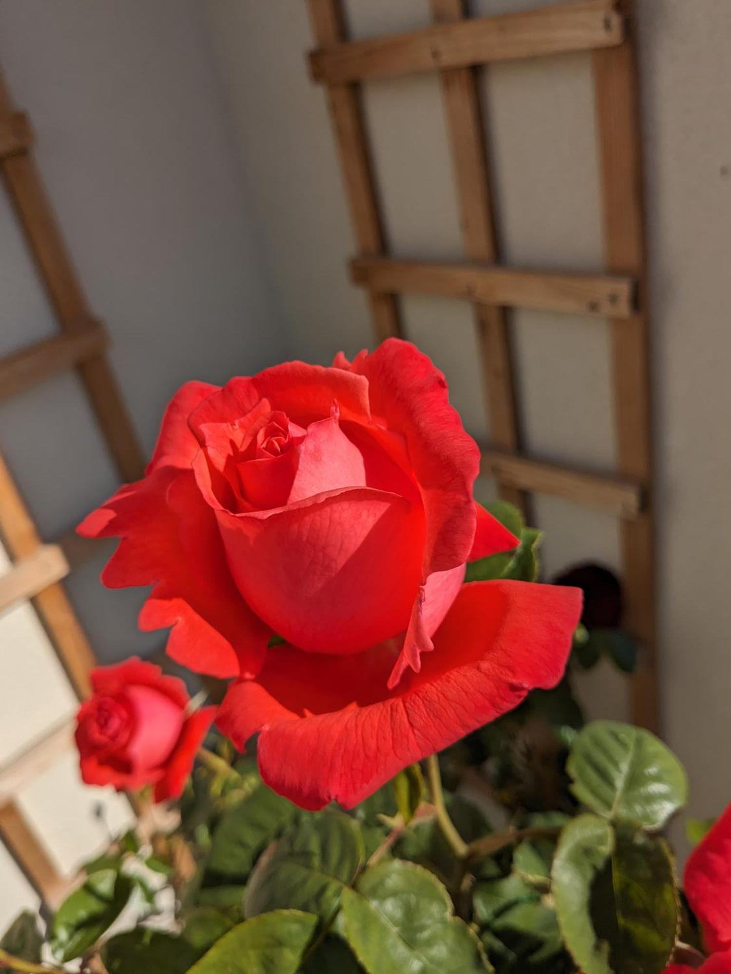 Rosegarth Bed And Breakfast Marton near Pickering Esterno foto